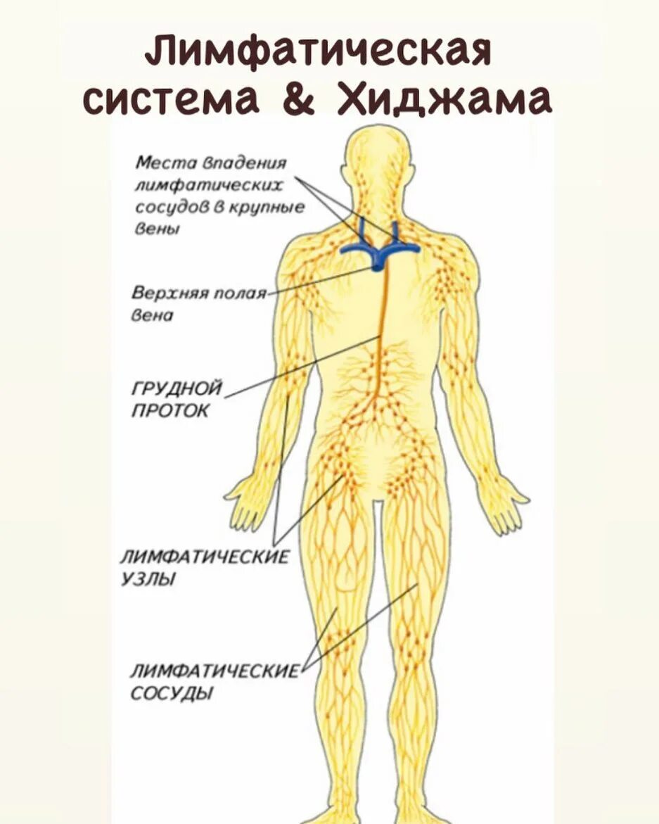 схема строения лимфоидной системы человека. лимфатическая система человека анатомия таблицы. лимфатическая система человека схема рис 61. анатомия тела человека лимфатическая система. схема строение и функции лимфатической системы.