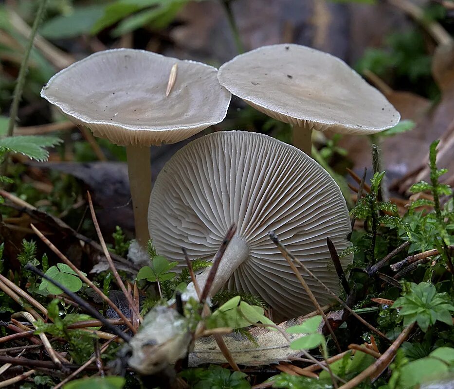 Говорушка восковатая. Говорушка беловатая Clitocybe vibecina. Говорушка желобчатая Clitocybe vibecina. Грибы пластинчатые говорушка серая.