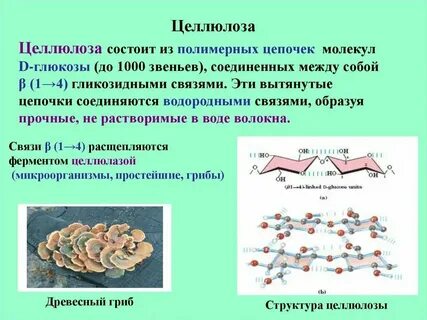 Целлюлоза это белок