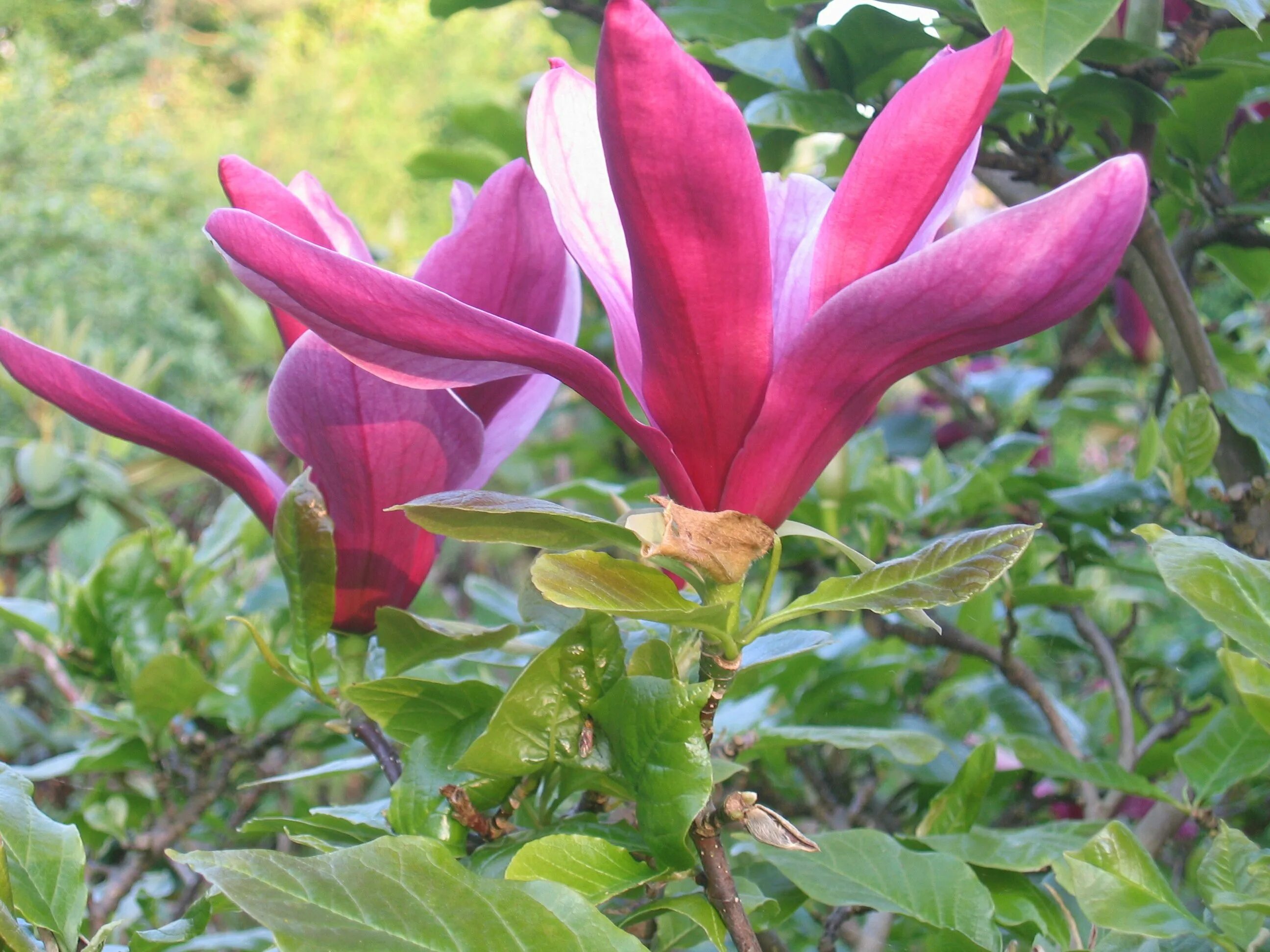 Магнолия лилифлора нигра. Магнолия нигра дерево. Magnolia liliiflora 'nigra'. Магнолия лилиецветная nigra. Магнолия нигра фото и описание.