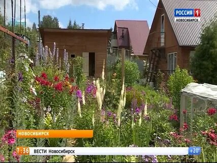 Любители садоводы новосибирска