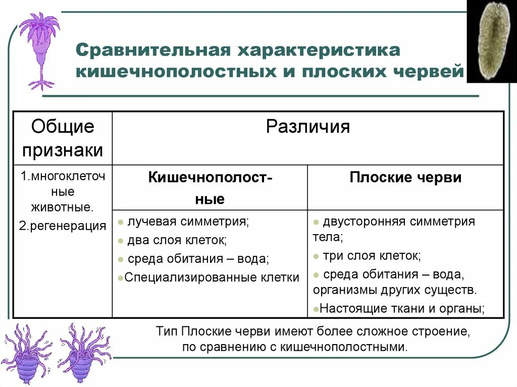 Характеристика классов кишечнополостных таблица - TouristMaps.ru