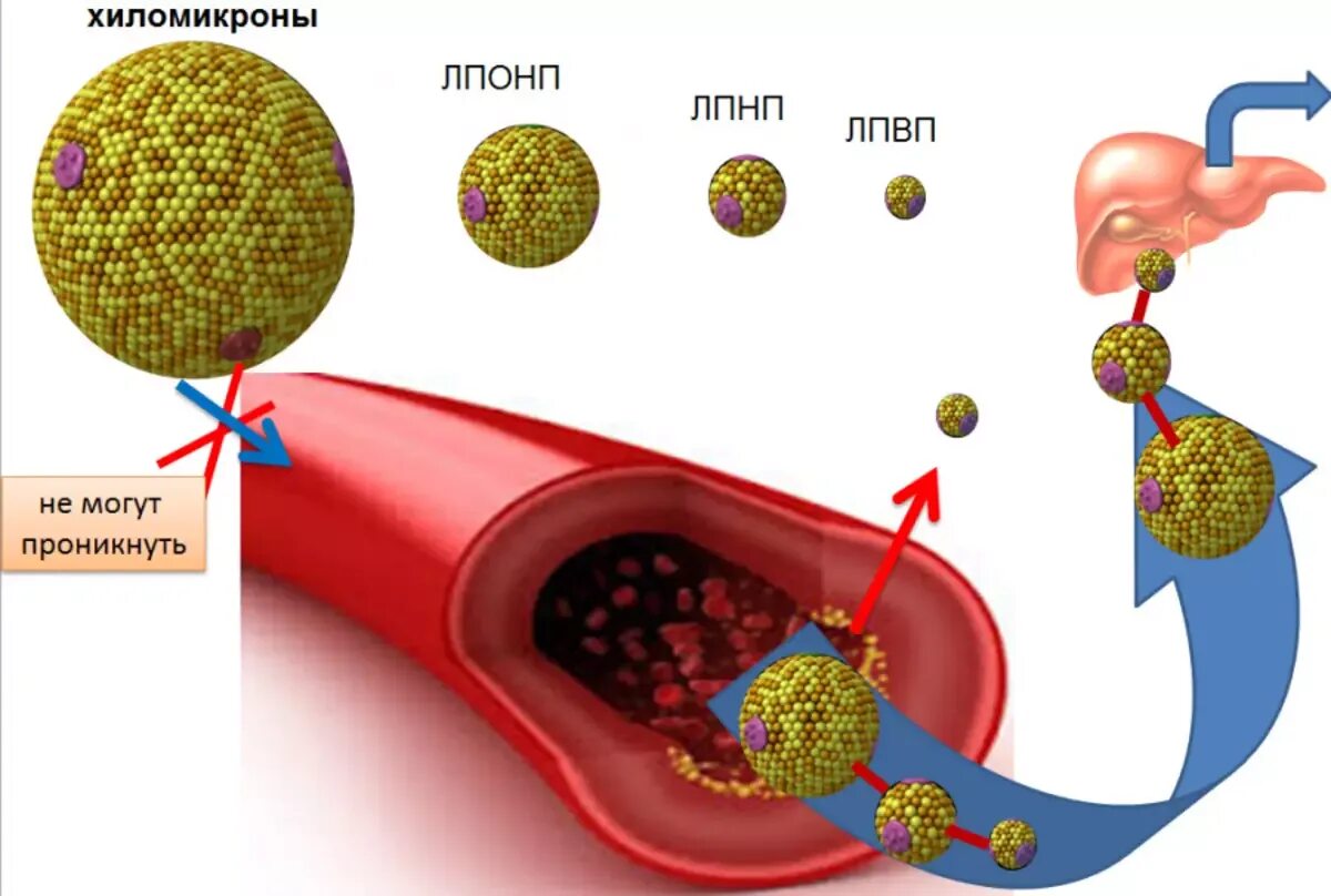 Пониженный холестерин лпвп в крови. Липопротеины высокой плотности строение. Липопротеины высокой плотности ЛПВП строение. Высокий уровень холестерина липопротеинов низкой плотности в крови. Холестерин и липопротеиды.
