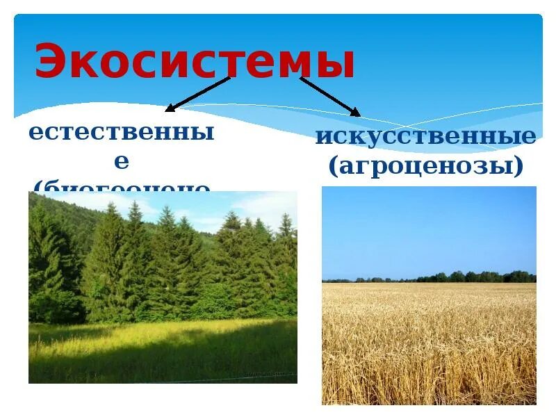 Выберите естественную экосистему