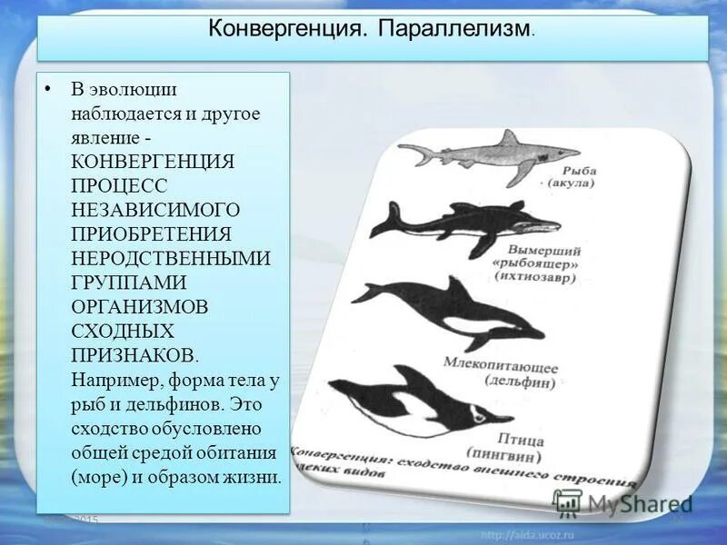 Дивергентная форма. Конвергенция и параллелизм. Конвергентная форма эволюции. Конвергенция примеры. Конвергенция Дельфин.