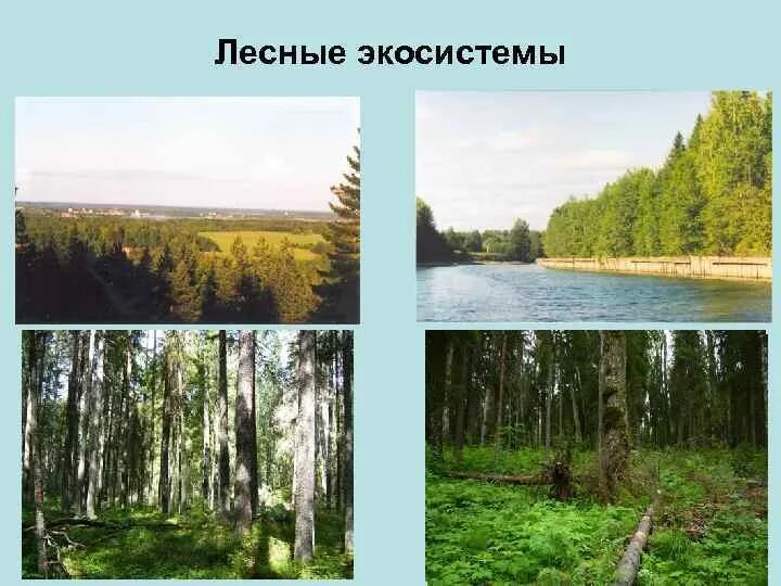 Экосистемное леса. Экосистемное леса. Экосистемное леса. Наземная экосистема лес. Экосистема лес.