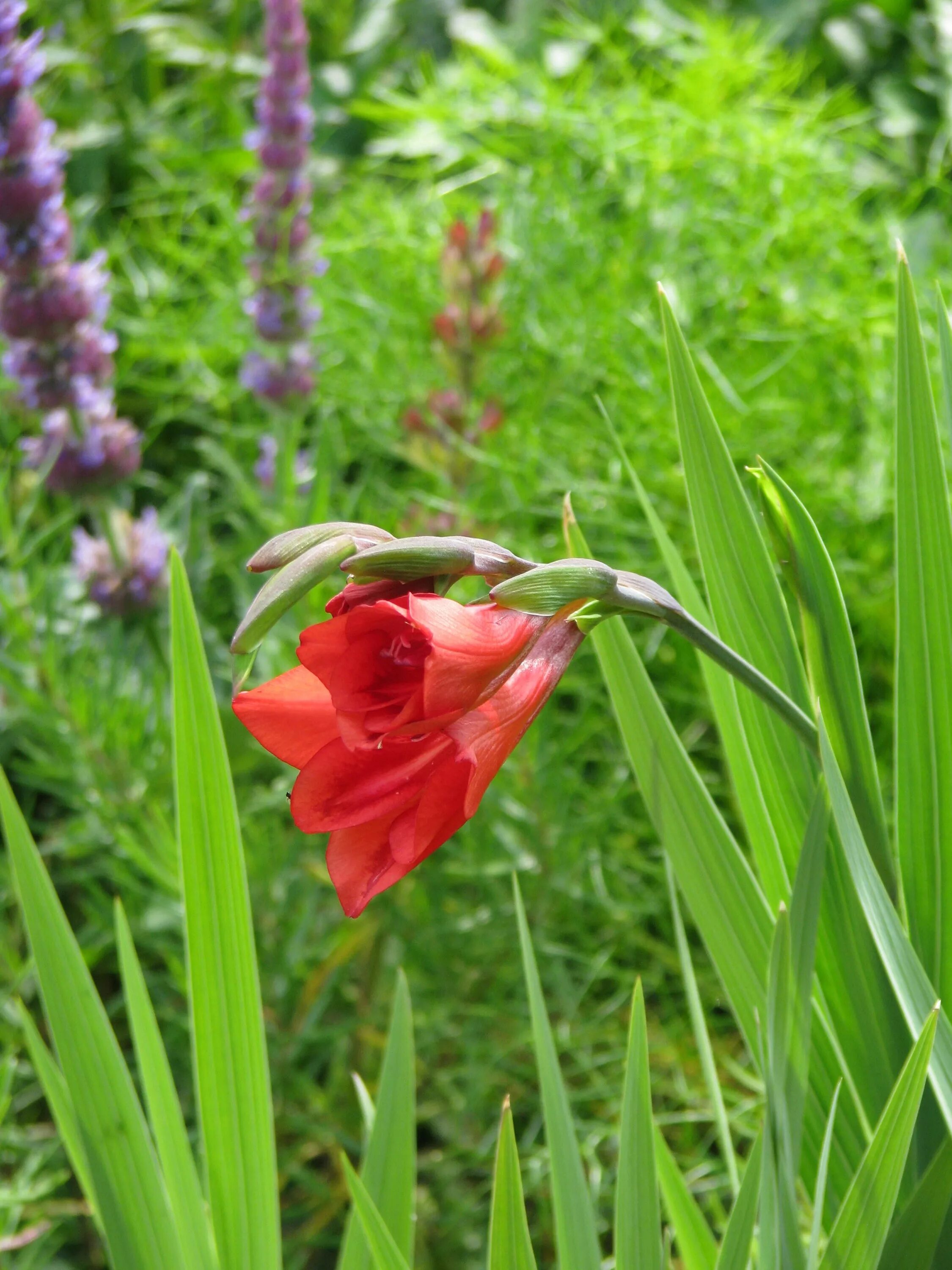 Лист гладиолуса. Gladiolus flanaganii. Гладиолус листья. Луковица гладиолуса. Цветы похожие на гладиолусы.