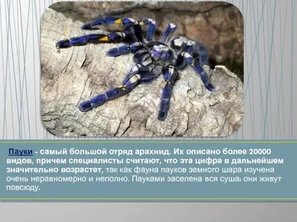 Какие приспособления позволили паукообразным заселить суши