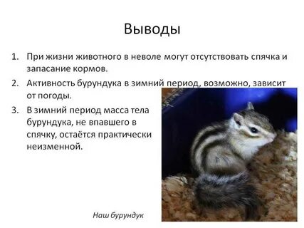 Описание жизни животных