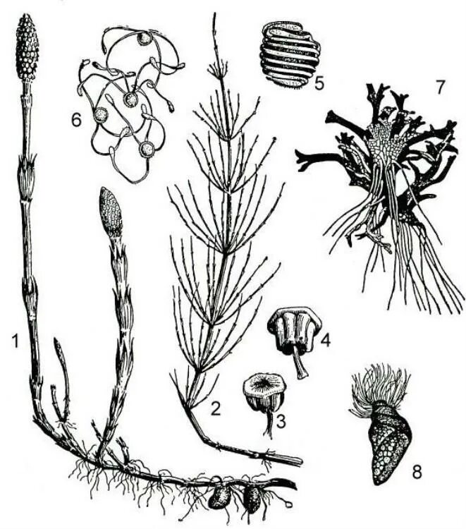 Хвощ спермий. Спороносный побег хвоща. Гаметофит хвоща полевого. Спорангиофор хвоща. Вегетативный побег хвоща полевого.