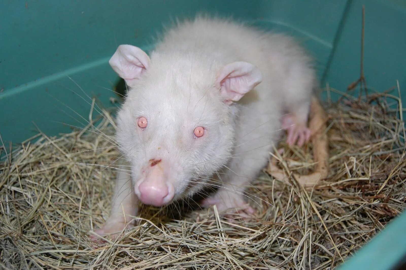 Опоссум альбинос. Белая крыса альбинос. Белый опоссум альбинос. Бандикут альбинос. В дикой природе мыши с альбинизмом