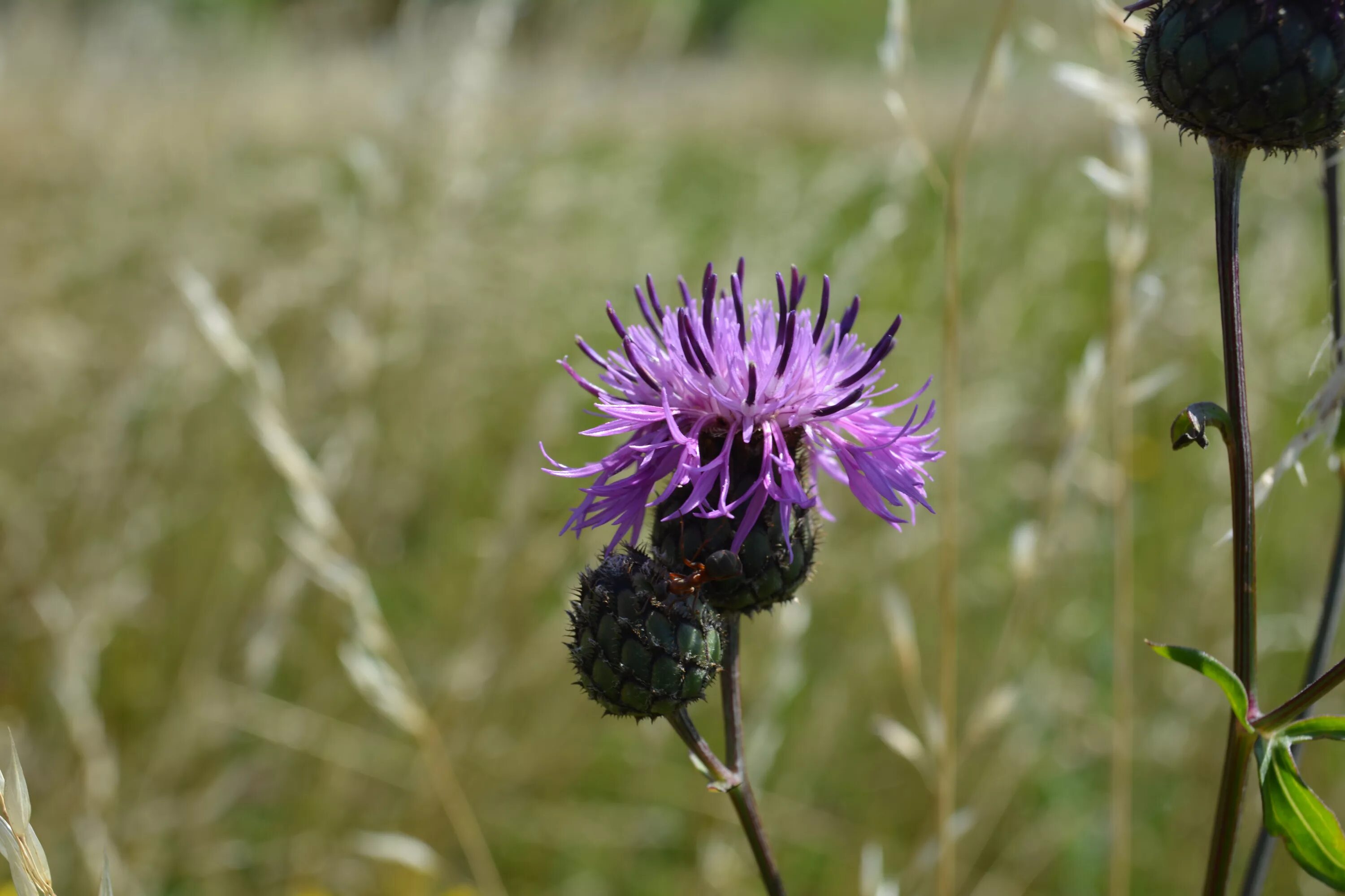 синеголовник сибирский. бодяк, чертополох, падуб. татарник чертополох. татарник чертополох. татарник чертополох.