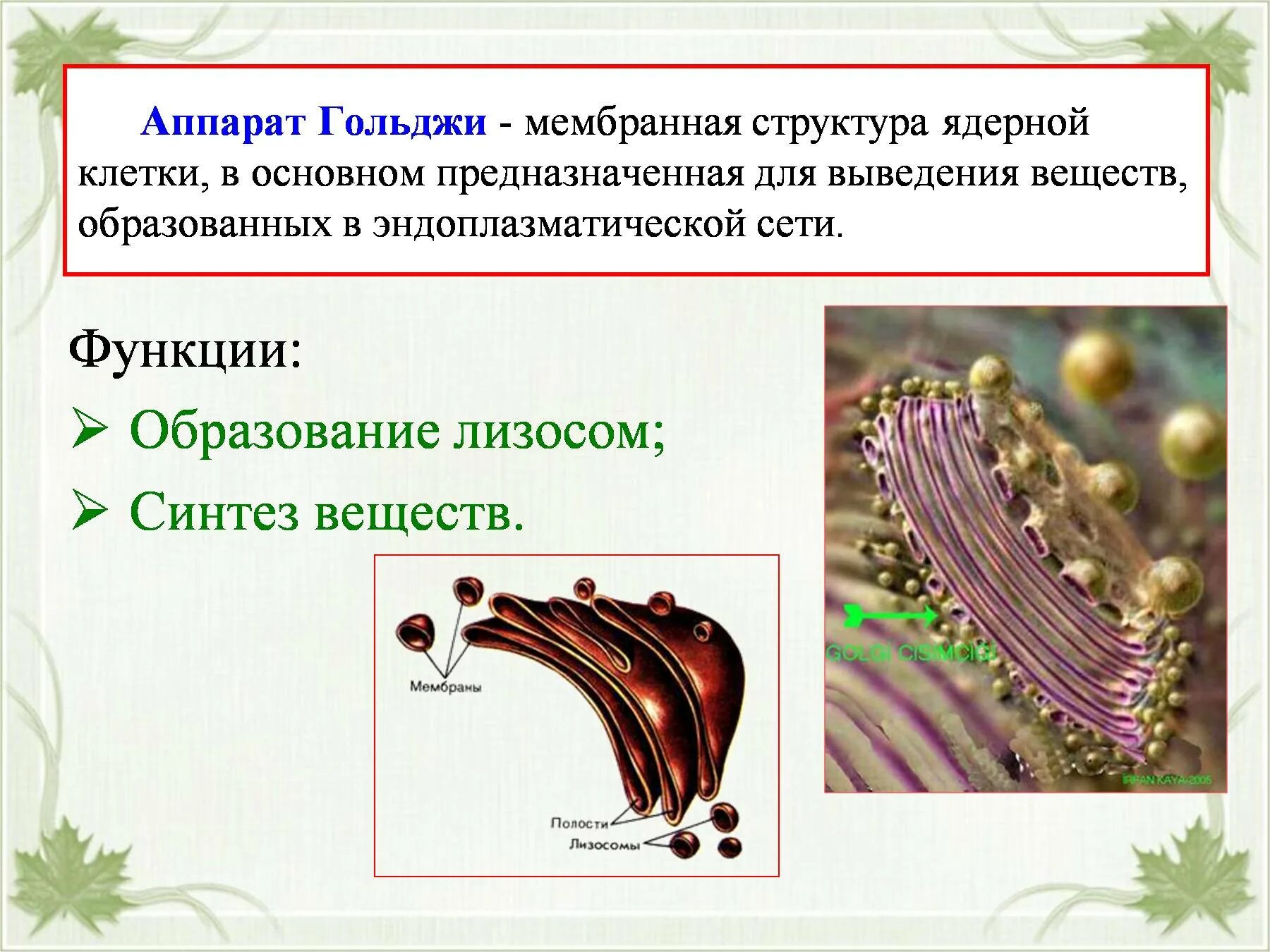 Какие формы мембранных структур образуют аппарат гольджи. Комплекс Гольджи строение под микроскопом. Функции аппарата гольджиобразова. Образование лизосом в аппарате Гольджи.