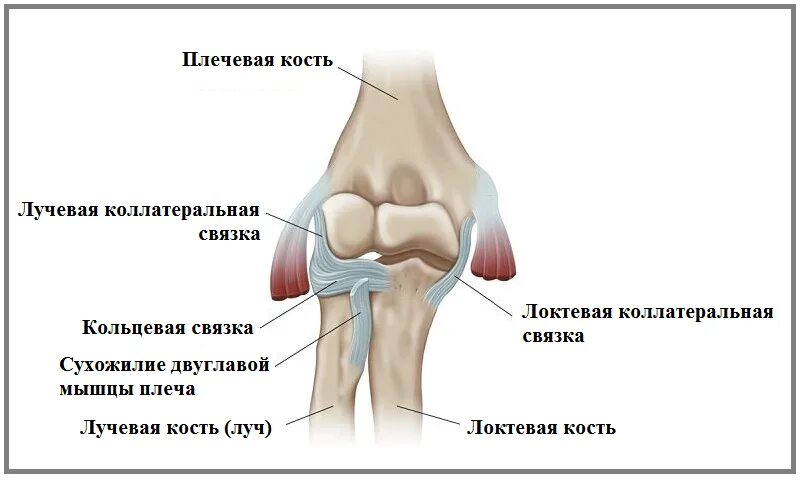 Локтевого мыщелка. Строение костей локтевого сустава. Локтевой сустав строение суставы. Кости локтевого сустава человека анатомия. Локтевой сустав образован костями анатомия.