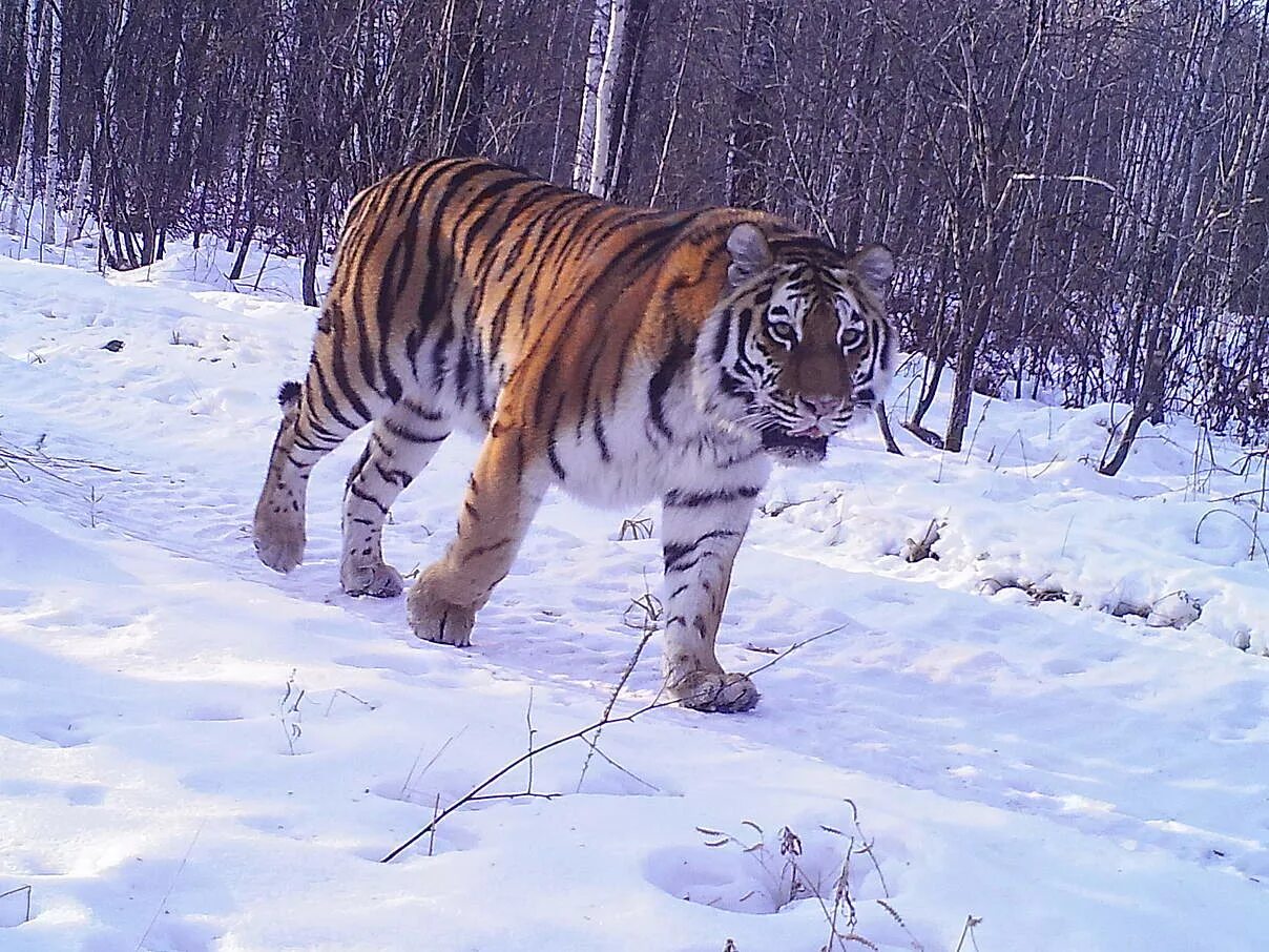 Какой зверь хозяин тайги в приамурье