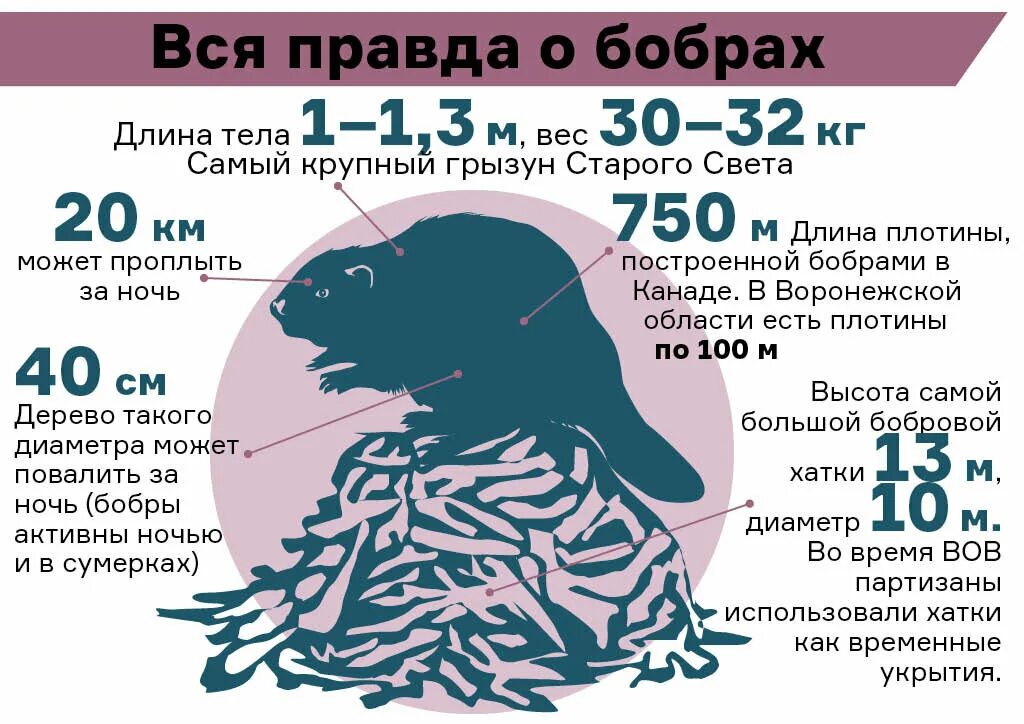 Сколько бобровых. Голосистый бобер сыктывкар. голосистый бобер сыктывкар фото. сколько весят бобры.