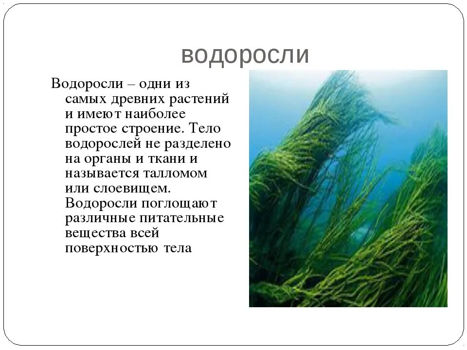 Водоросли составить предложение. Сообщение о водорослях. сообщение об водораслях. проект про водоросли. сообщение на тему водоросли.