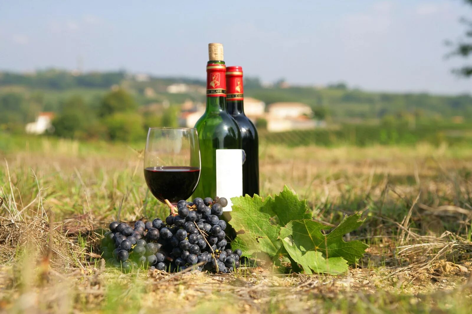 Долина винодельческая во Франции. Винодельческий туризм Франция. Винодельни Бургундии. Винодельни Франции.