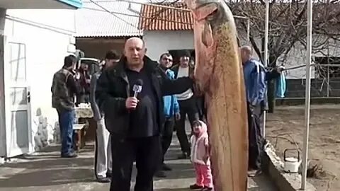 Таджикский сом