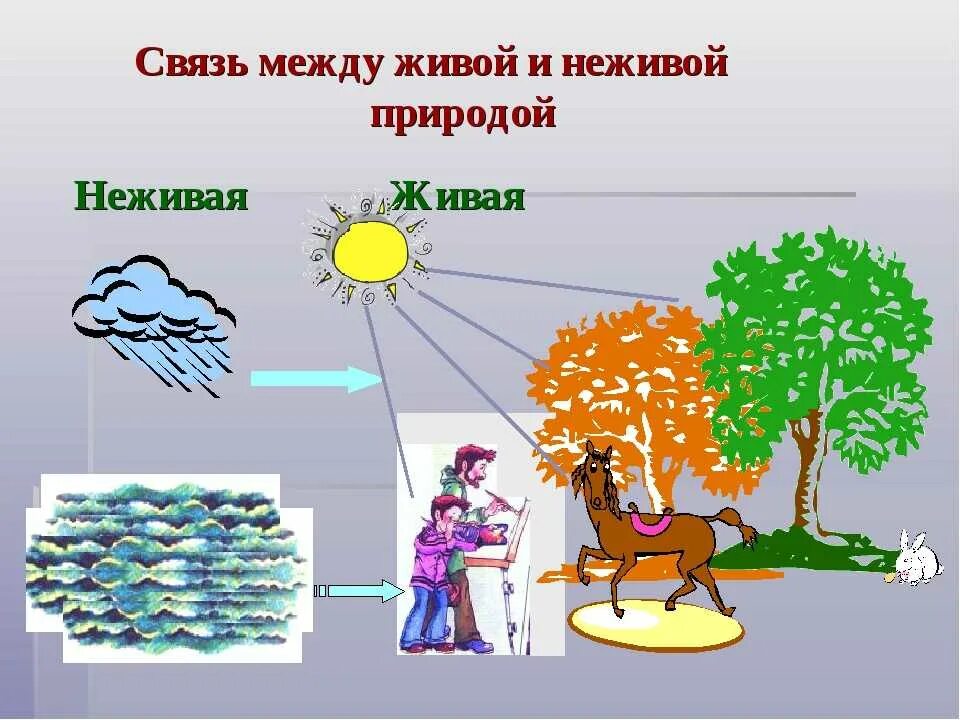 Информация неживой природы. Схема связи живой и неживой природы 2 класс окружающий мир. Взаимосвязь живой и неживой природы. Взаимосвязь между живой и неживой природой. Взаимосвязь живой и не дивой природы.