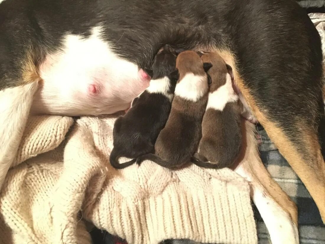 Щенок мальчик или девочка. Пол новорожденного щенка. Новорожденный щенок мальчик. Новорожденные щенки мальчик или девочка.