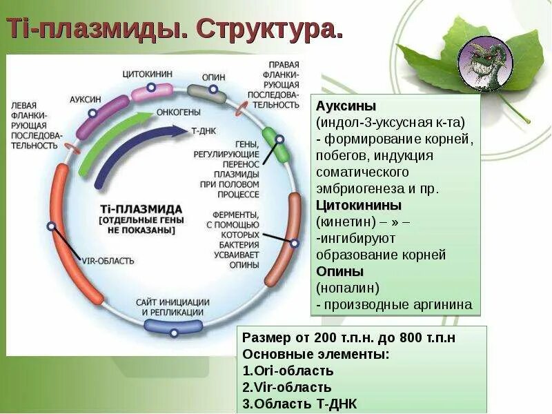 Строение плазмиды. Ti плазмиды. Ti плазмиды. Структура ti плазмиды. Структура ti плазмиды.