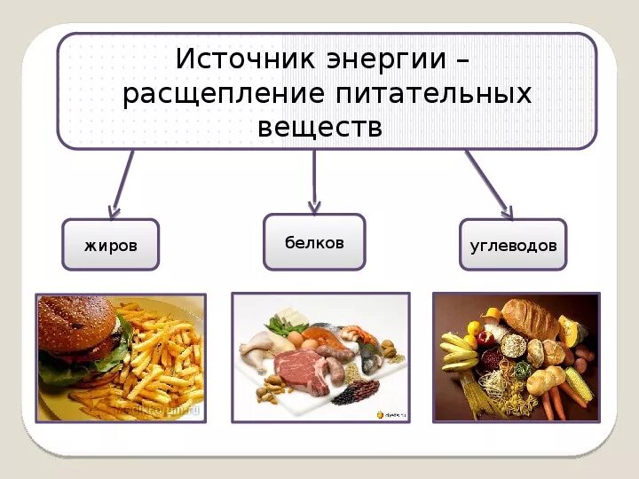 Роль белков пища. Питательные вещества белки жиры углеводы. Жир белки жиры углеводы. Основные питательные вещества белки. Белок жиры и углеводы.