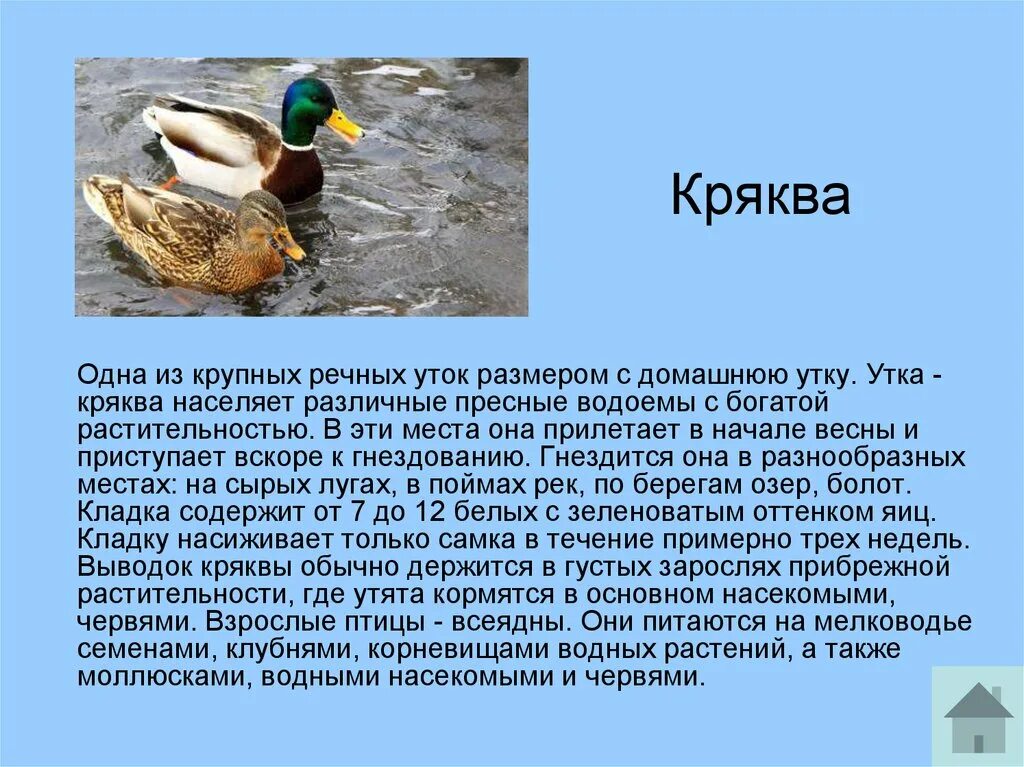 Утка кряква Дикая утка?. Утка кряква перелётная птица. Утка кряква описание кратко. Утка кряква питается.