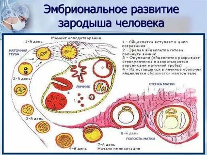 Яичник зародыш