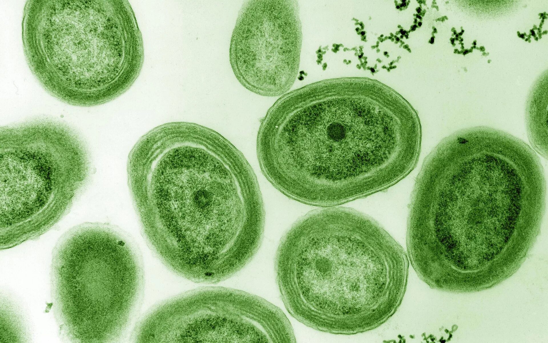 Синезеленые цианобактерии. Цианобактерии сине-зеленые водоросли. Цианобактерии фототрофы. Бактерии и цианобактерии.