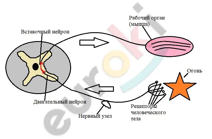 Рефлекс отдергивания руки от горячего. Схема рефлекторной дуги отдергивания руки от горячего предмета. Схема рефлекторной дуги отдергивания руки. Начертите схему рефлекторной дуги отдергивания руки. Рефлекторная дуга отдергивания руки от горячего предмета.