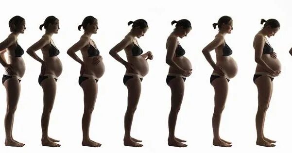 Живот у беременных по месяцам. Живот растет. Растущий живот у беременных. Рост живота у беременных по месяцам.