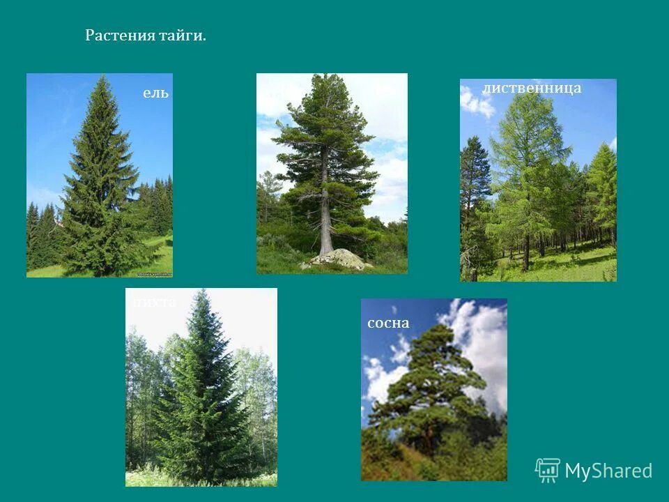 ктп география 9 класс алексеев полярная звезда 2020. презентация проект по географии 8 класс. темы уроков географии 8 класс. задачи по географии 8 класс. ктп география 8 класс алексеев.