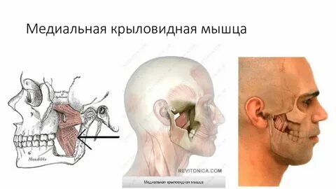 Латеральная крыловидная мышца функции