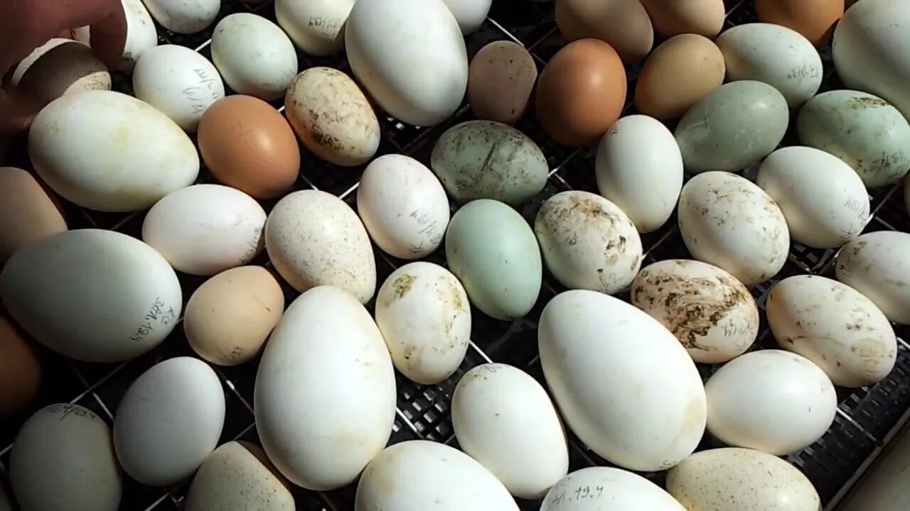 Фермер продает куриные и утиные. Куриные яйца,гусиные яйца,индюшиные яйца. гусиное и индюшиное яйцо. утиное и куриное яйцо. гусиное и куриное яйцо.