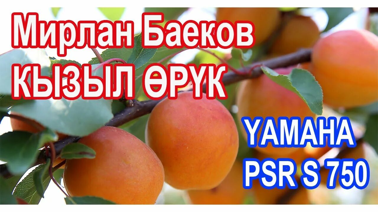 Орук данек. Ужуглелим байырлыг шулук. Орук сухой. Орук зарга кетели. Баткен орук гулу фото.