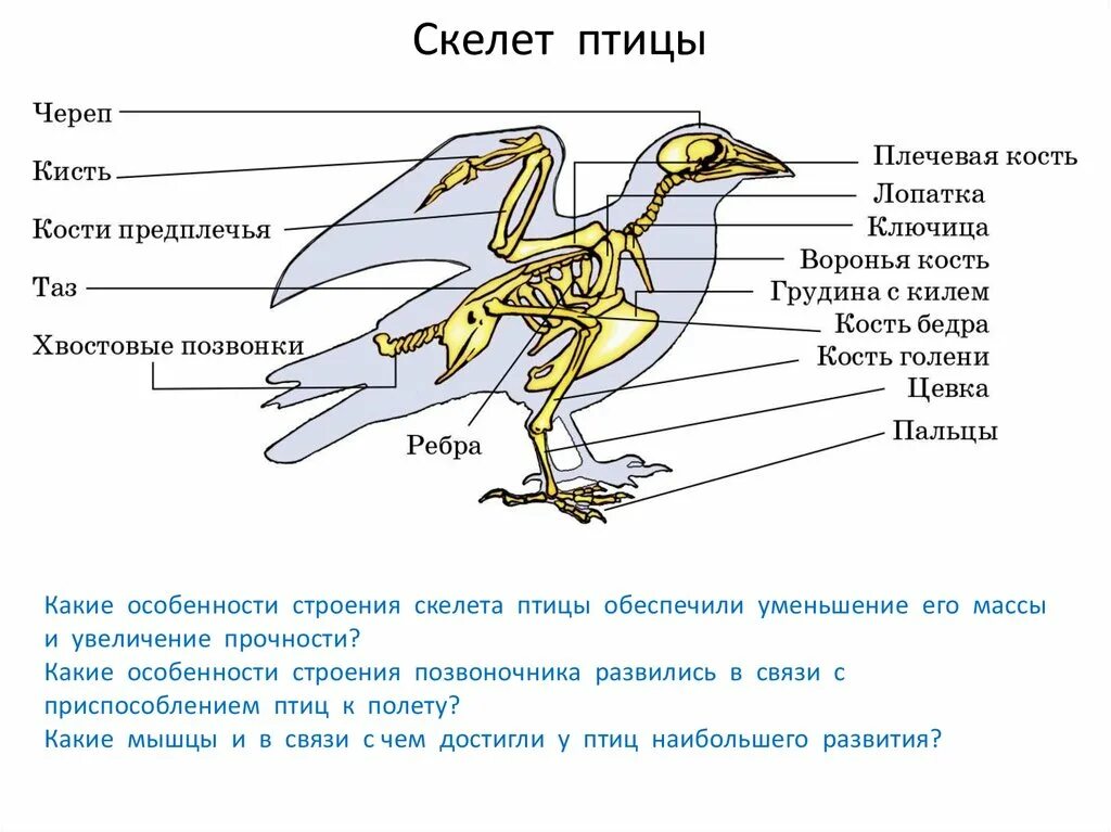 Внутреннее строение кости птицы. Внутреннее строение дневных хищных птиц. Строение кости скелета птицы. Характеристика строения скелета птиц.