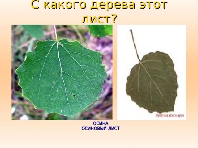 Слоги утюг лист осина. Лист осины фото с двух сторон. форма листа осины. листья осины 1 класс. окружающий мир листья осины.
