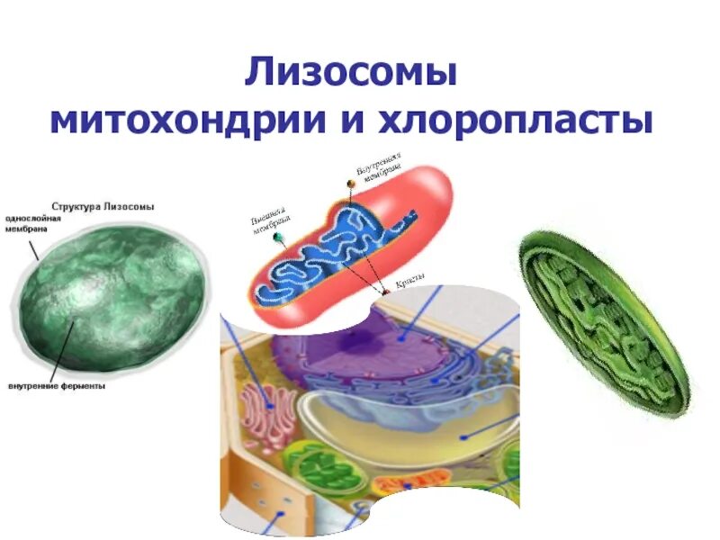 Хлоропласты ядро митохондрии лизосомы. Лизосомы митохондрии пластиды таблица строение и функции. Митохондрии и хлоропласты строение и функции. Функции лизосомы, митохондрии, пластиды. Строение и функции лизосом и митохондрий.