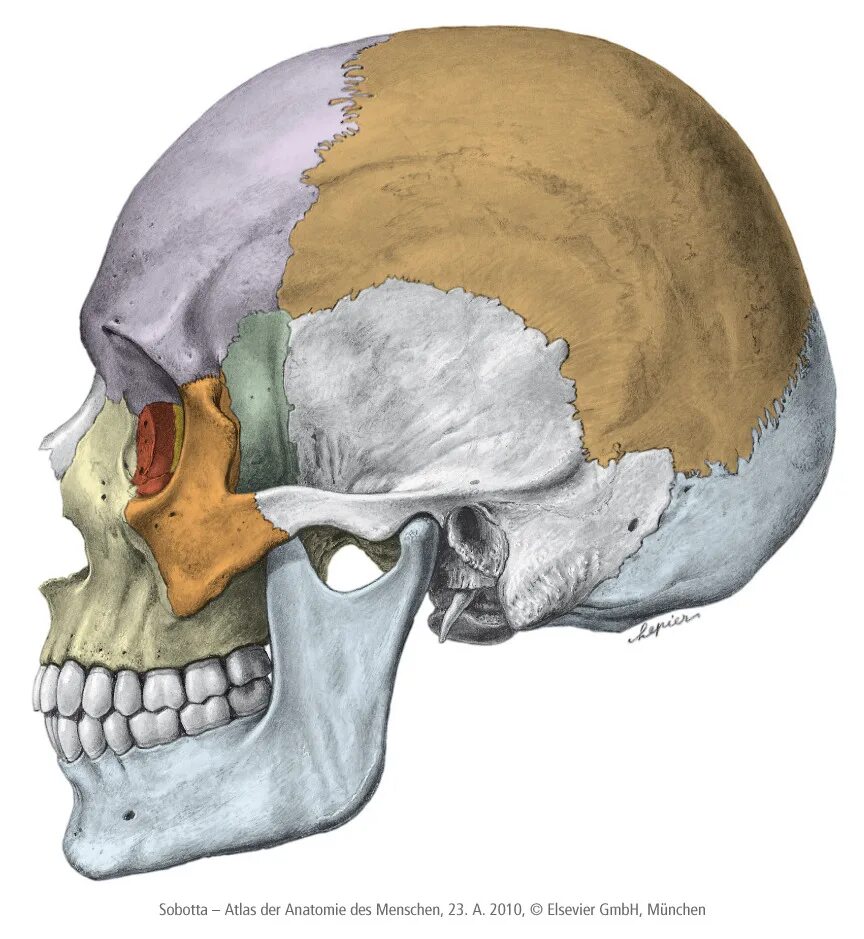 Скуловая кость. Череп mastoideus. Анатомия скуловой кости человека. Клиновидная и скуловая кости.