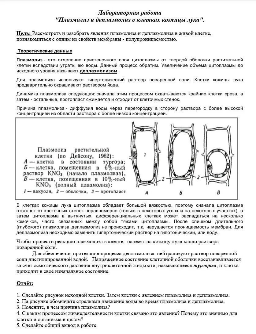 Наблюдение за плазмолизом в клетках. Лабораторная работа по плазмолиз и деплазмолиз. Плазмолиз и деплазмолиз в растительной клетки лабораторная работа.