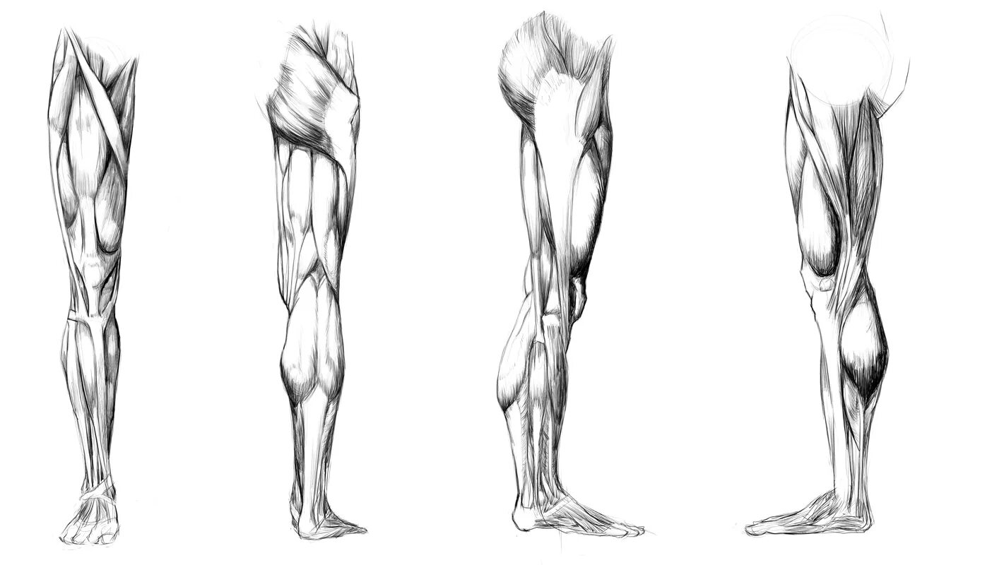 Анатомия мышц ног сбоку. Барчаи анатомия мышцы ноги. Мышцы ног человека анатомия. Мышцы нижней конечности пластическая анатомия. Draw leg