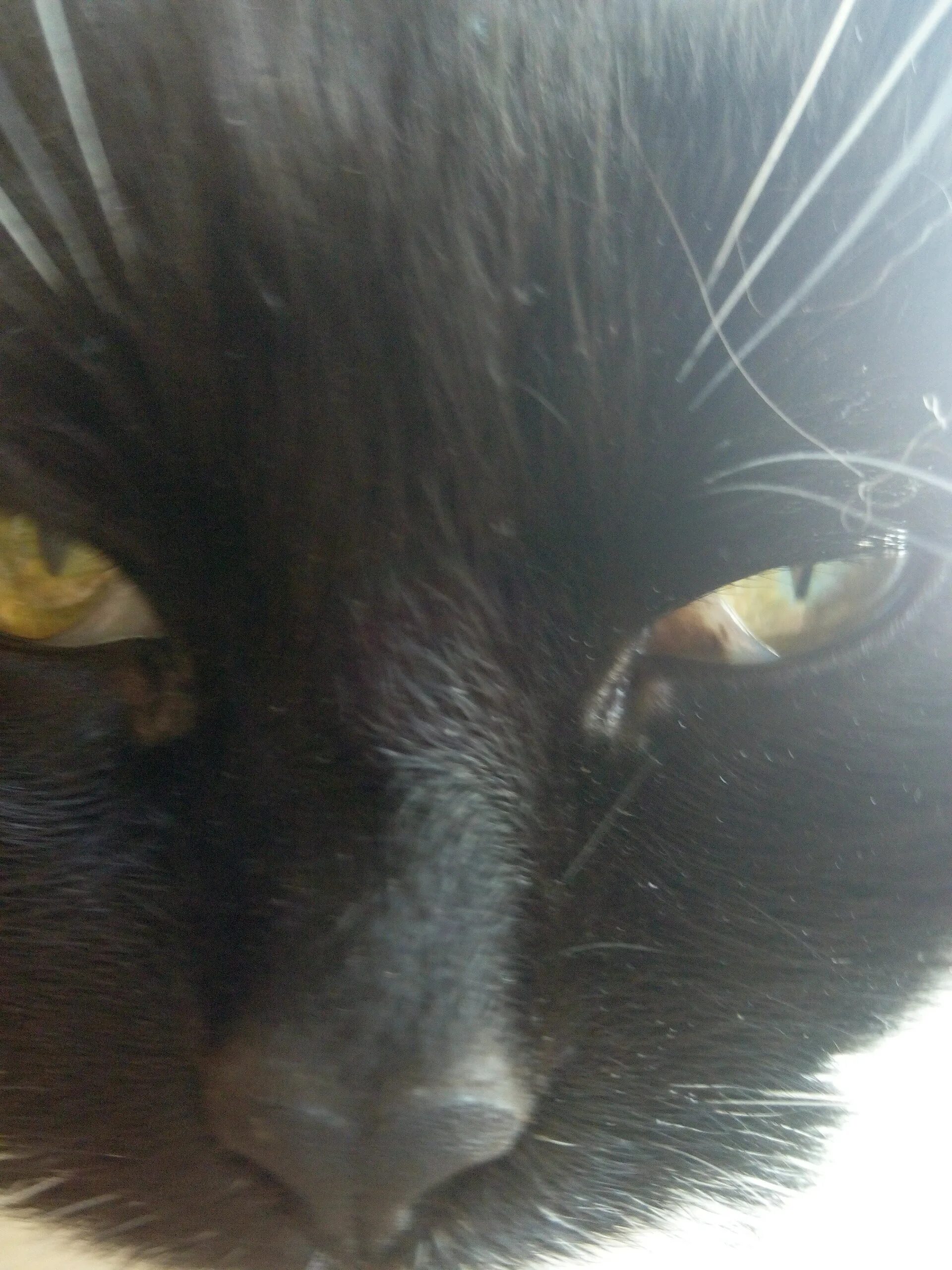 Пятно на глазу у кота. Коричневое пятно на глазу у кота. у кошки на глазу коричневое пятно.