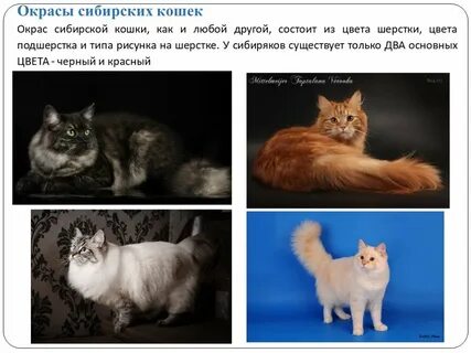 Описание окраса
