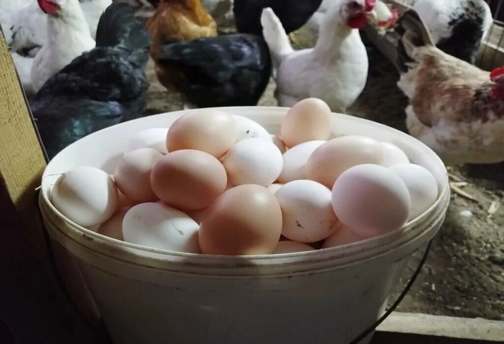 Яйцо домашнее. Домашние куриные яйца. Яйцо домашнее с курицей. Яйца домашних кур.