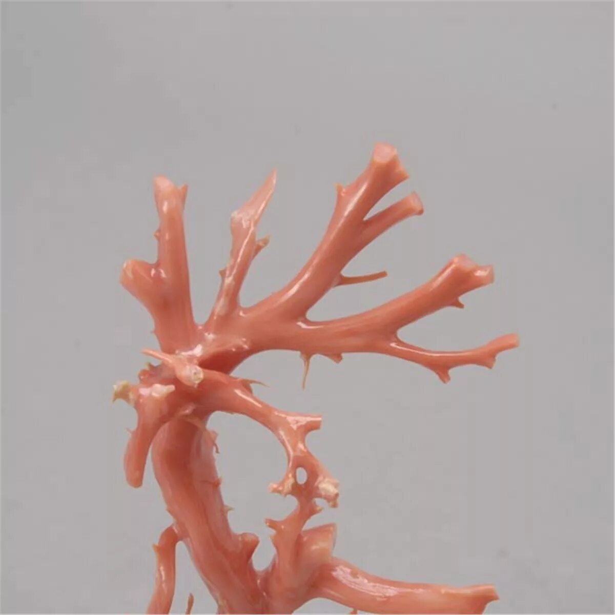 Образец пластичного коралла. Пластинчатый коралл subnautica. Кораллы референс. Кораллы в море. Ветка "коралл".