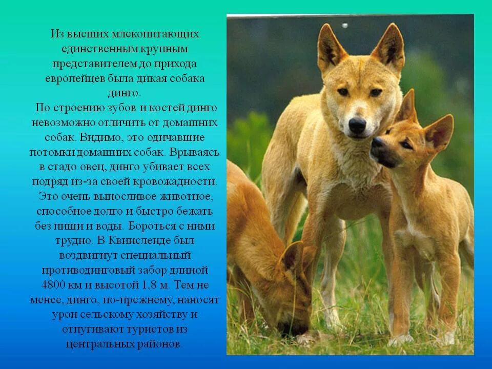 Почему произведение называется собака динго. Собака динго. питание собаки динго. дикая собака динго. дикая собака динго в австралии.