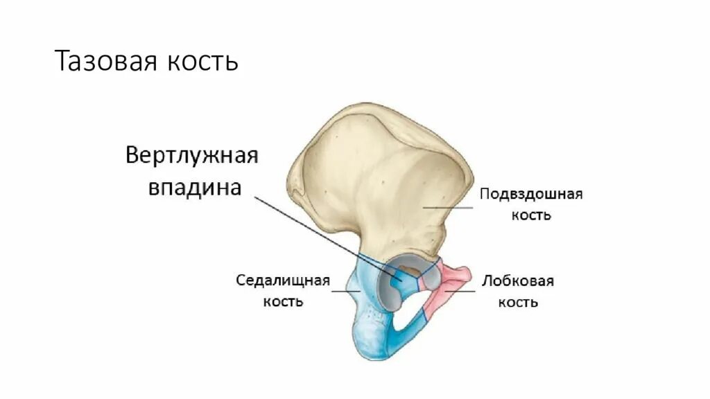 Подвздошная кость отдел. Вертлужная впадина кость. Тазовая кость вертлужная впадина. Таз анатомия вертлужная впадина. Кости вертлужной впадины анатомия.