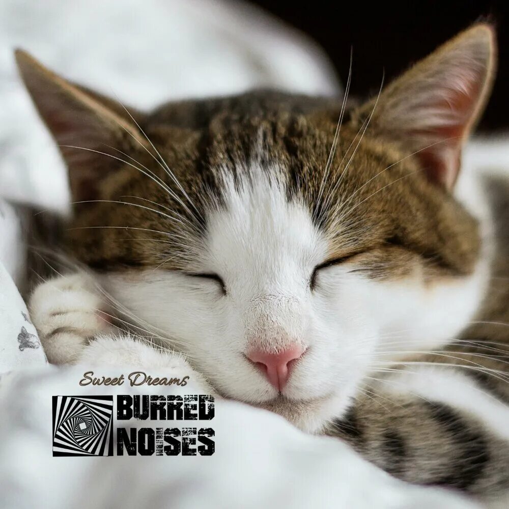 Сонный кот. Sleeping chat. Сонный кот. Sleeping chat. Сонный котик.