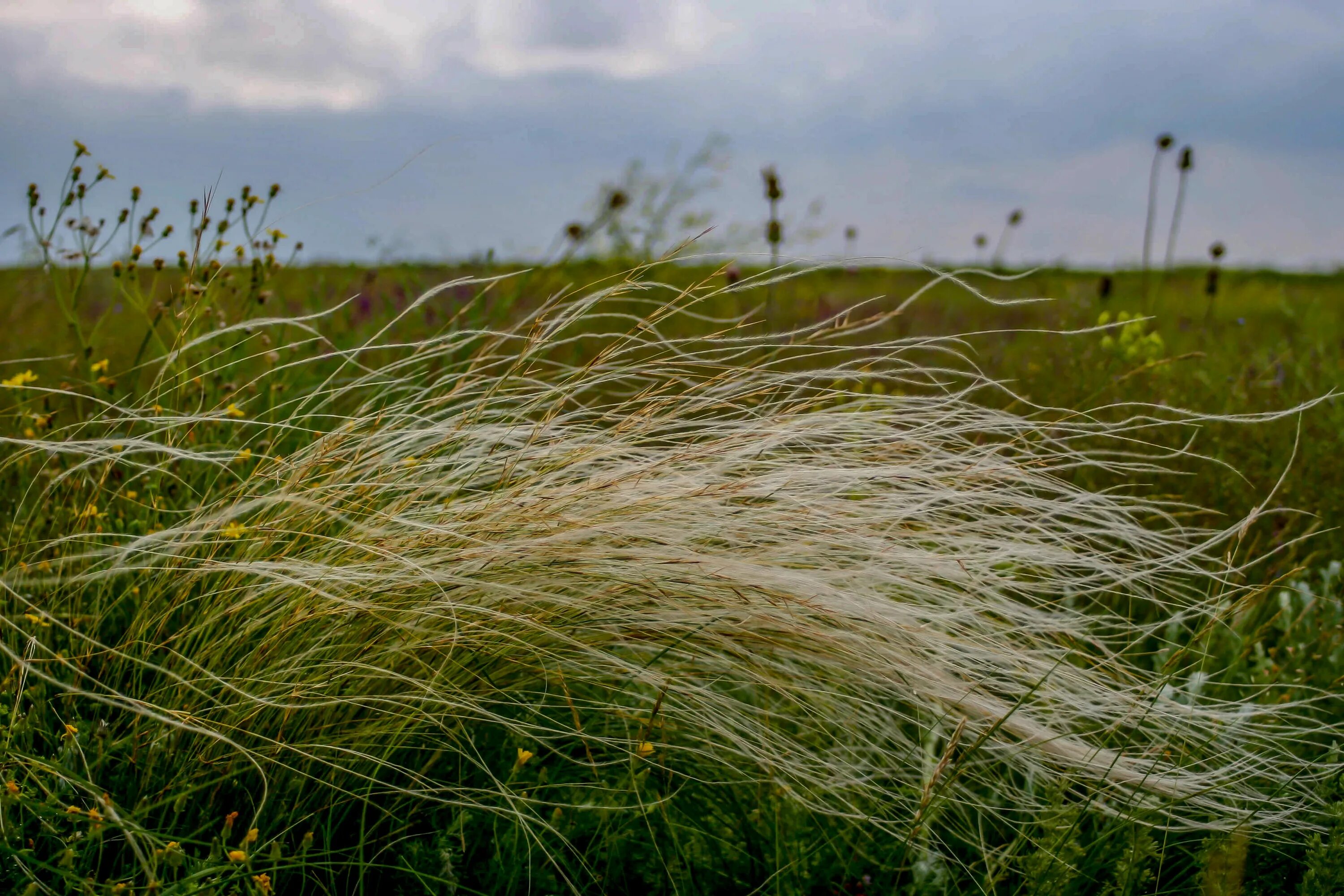 Ковыль Залесского - Stipa Zalesskii Wilensky. Stipa на прозрачном фоне. Stipa aktauensis Roshev.. Видео Ковила. Ковила телеграмм